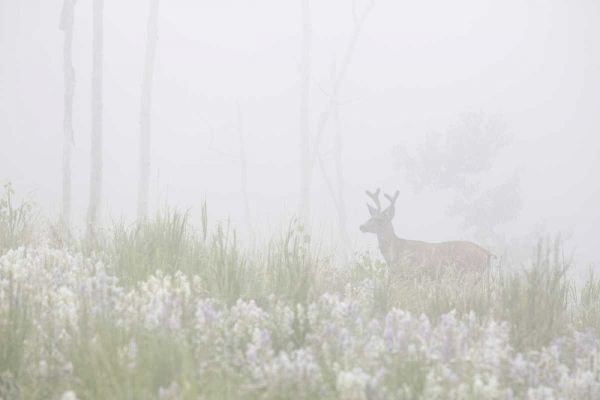 Colorado, Pike NF A mule deer in foggy meadow